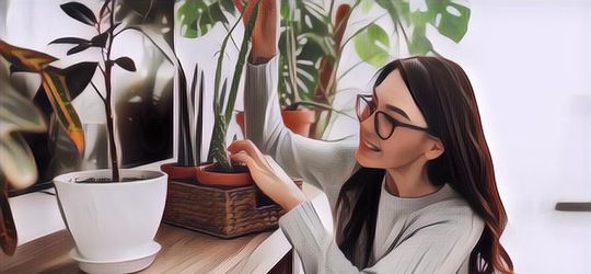 7 Tanaman Hias yang Dipercaya Bisa Bikin Hoki dan Membawa Rezeki Pemiliknya