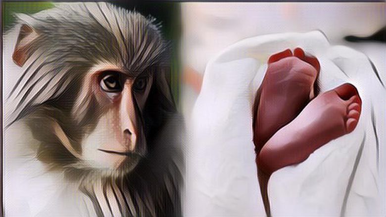 Tragis! Bayi 4 Bulan Tewas Setelah Dilempar Monyet Dari Lantai 3 Jelang Perayaan Ultah Sang Kakak