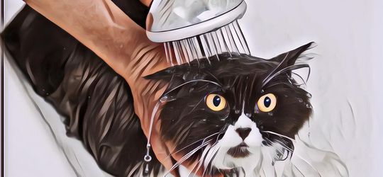 Inilah Alasan Kucing Takut Sama Air, Makanya Jangan Main Asal Siram Ya