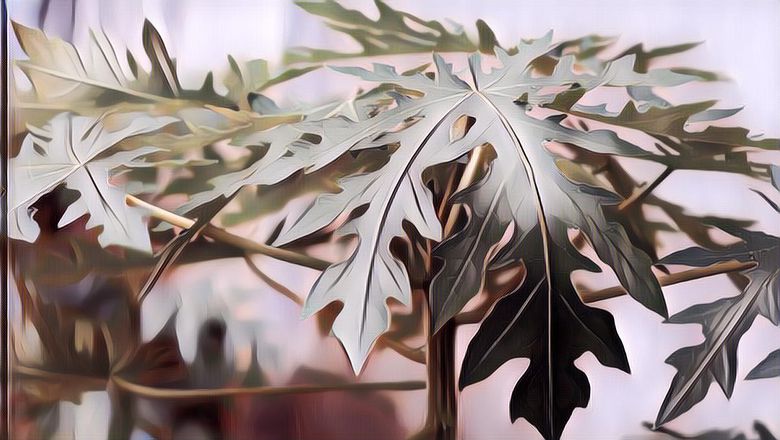 Gak Disangka! Daun Pepaya Yang Mudah Ditemukan Punya Banyak Manfaat Untuk Kesehatan, Ini 5 Diantaranya