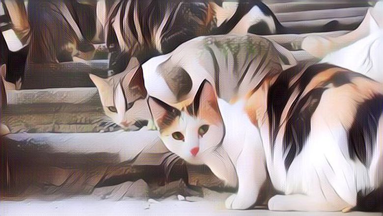 NGERI! Kronologi Oknum TNI Brigjen NA Tembak Kucing di Bandung