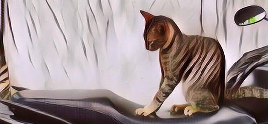 Penjelasan Dokter Hewan Soal Kebiasaan Kucing Mencakar Jok Motor