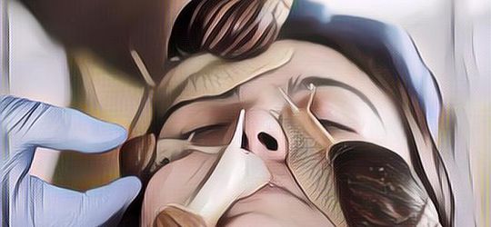 Deretan Fakta Unik Tentang Siput yang Belum Banyak Diketahui