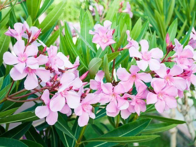 Oleander