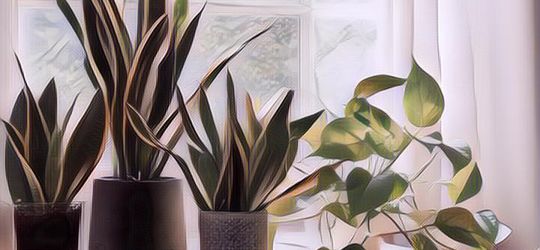 Polusi Menggila, Berikut 10 Tanaman Hias yang Bisa Menyaring Polusi Udara di Dalam Rumah