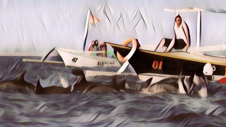 Ingin Melihat Lumba-Lumba di Alam Liar? Datangi Aja 3 Destinasi Wisata Ini