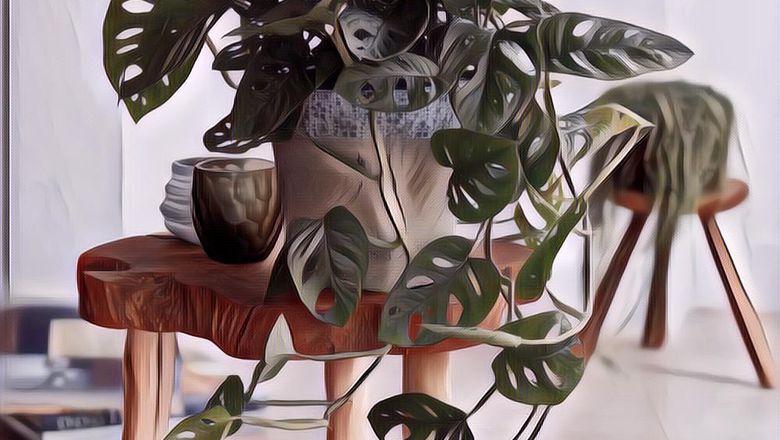 Viral! Demi Jaga Tanaman Hias Istri, Suami Rela Tidur di Luar