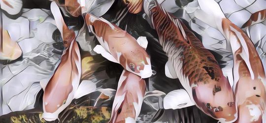 Viral Ikan Koi Dimasak Gulai, Warganet: Makannya Sambil Meneteskan Air Mata