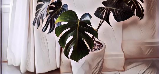 Buat Para Pecinta Tanaman, Berikut 7 Tanaman Hias Termahal yang Bisa Jadi Bisnis, Udah Namanya Susah Harganya Gak Masuk Akal Pula