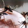 Sudah Mulai Musim Hujan, Saatnya Kerahkan Nyamuk Wolbachia untuk Cegah Penyakit DBD