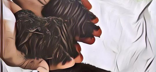 Mengenal Apa Itu Terramasi atau Pengomposan Jenazah yang Ada di New York