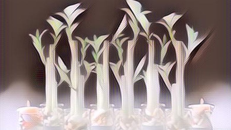 Berdasarkan Feng Shui, Tanaman Ini Membawa Keberuntungan