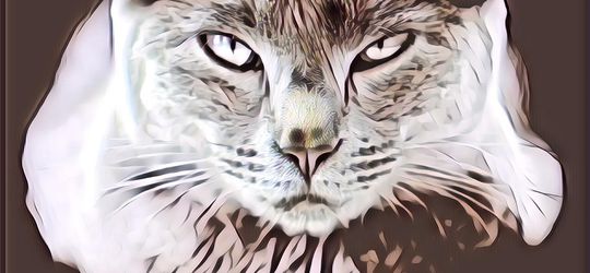 Horor Kucing Hitam, Manis Tapi Penuh Misteri