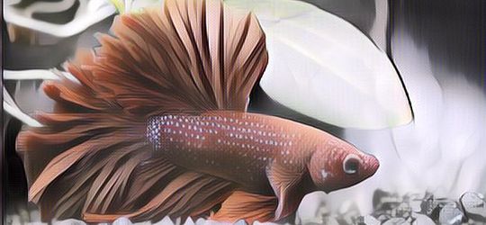 7 Jenis Ikan Cupang Sultan, Dari Harga Ratusan Ribu Hingga Puluhan Jutaan