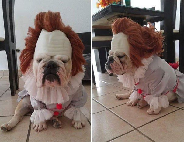 Nggak seram! Yang ada malah lucu melihat raut muka anjing ini.