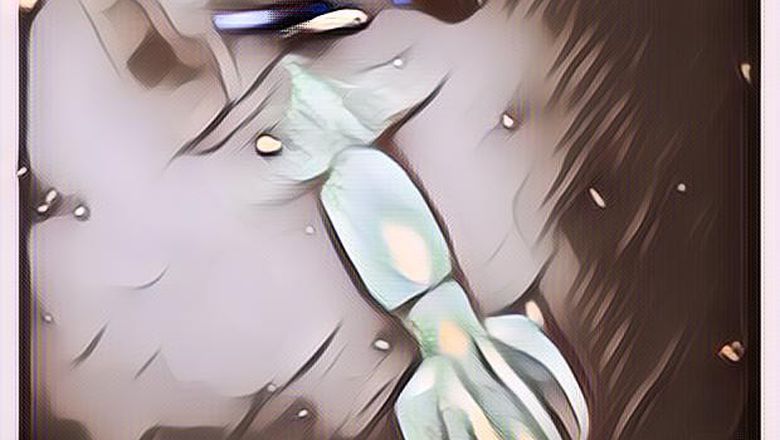 Tim Ahli Temukan Cumi-Cumi Monster di Laut Karam