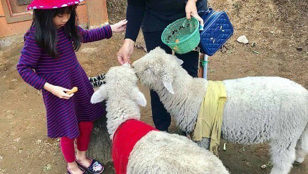 3. Spot Bermain Bersama Hewan