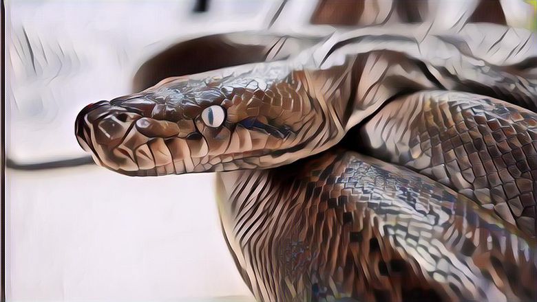 Bikin Geger, Seekor Ular Piton Dibantai Warga Usai Memangsa Seorang Kakek Tua