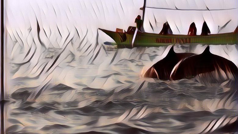 Belum Banyak yang Tahu, Ternyata di Sini Lho Tempat Melihat Lumba-lumba di Indonesia