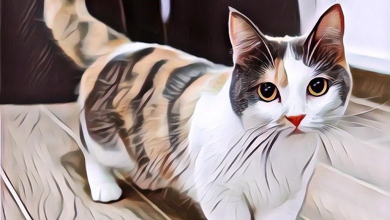 Gemes Banget! Ini 5 Fakta Kucing yang Nggak Banyak Orang Tahu