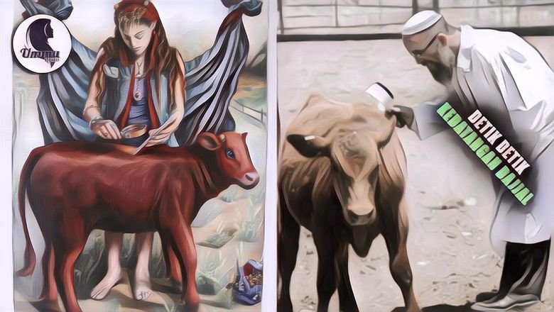 Sapi Merah Muncul di Israel, Jadi Salah Satu Tanda Kiamat!