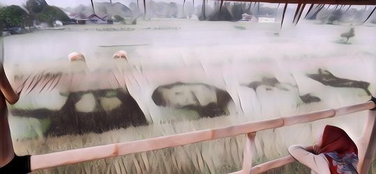 Wisata Sawah Kekinian di Yogyakarta, Bukan Kaleng-Kaleng~