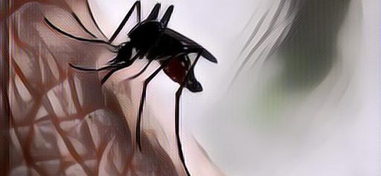 Bahan Alami Pengganti Obat Nyamuk, Tanpa Kandungan Kimia Berbahaya