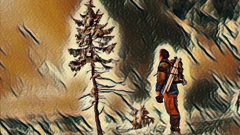 Old Tjikko, Pohon Abadi yang Usianya Hampir 10 Milenium!