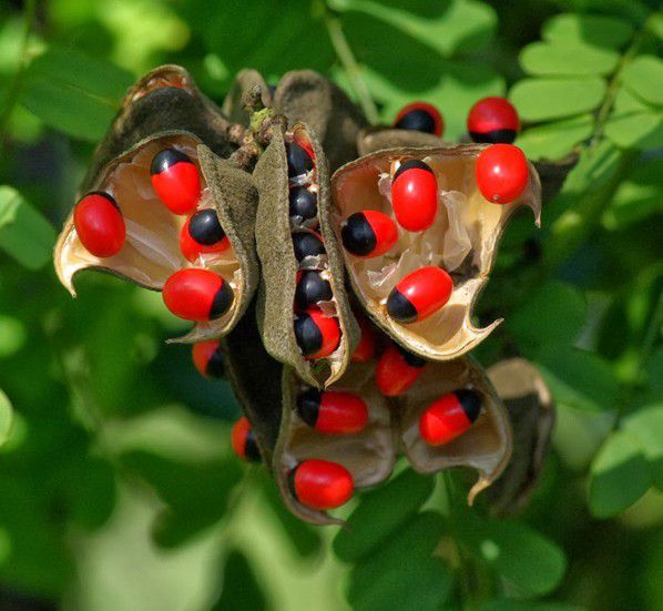The Rosary Pea