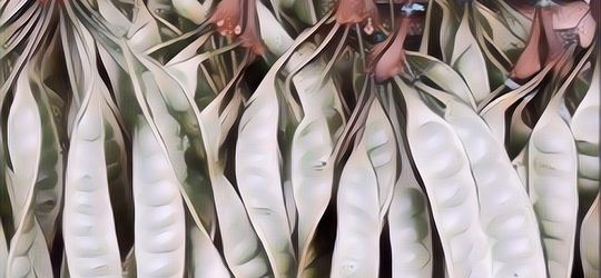 Resep Masakan Serba Petai Yang Paling Banyak Disukain… Bisa Tebak Apa Aja?