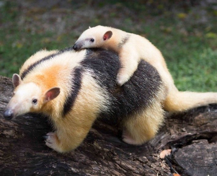 6. Lesser Anteater atau Tamandua