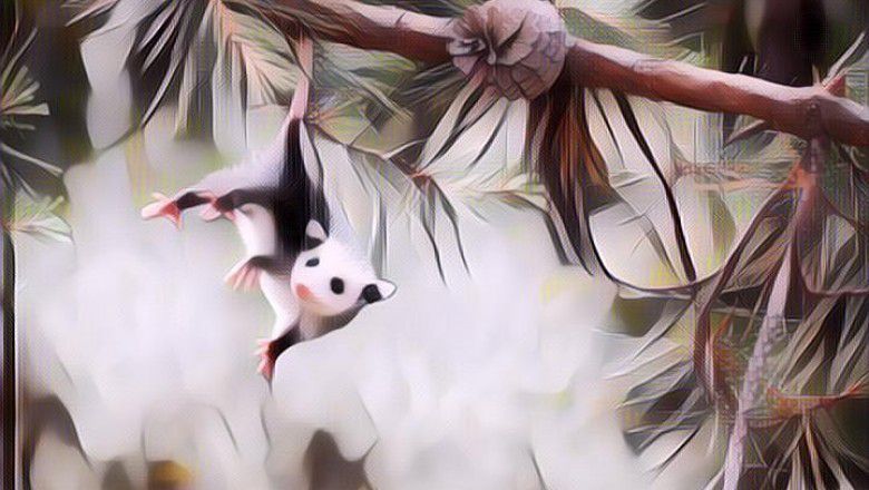 7 Hewan Paling Imut dan Gemas Sedunia