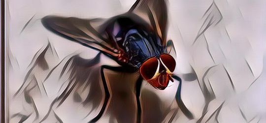 Ternyata Ini Alasan Kenapa Kita Sering Banget Kesulitan Memukul Lalat