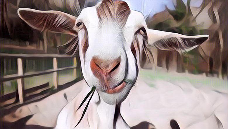 Meme Hewan Kurban Ini Bikin Kamu Ngakak Terus, Liat Deh...