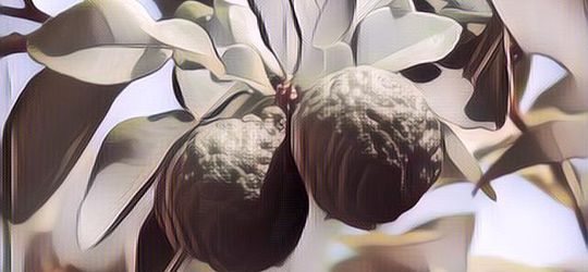 Gak Nyangka! Ternyata Daun Jeruk Purut Gak Cuma Bisa Buat Masakan, Tapi Juga untuk yang Lain!