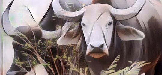 Terkait Agama Hindu, Setiap Idul Adha Masyarakat Kudus Pilih Sembelih Kerbau Dibanding Sapi