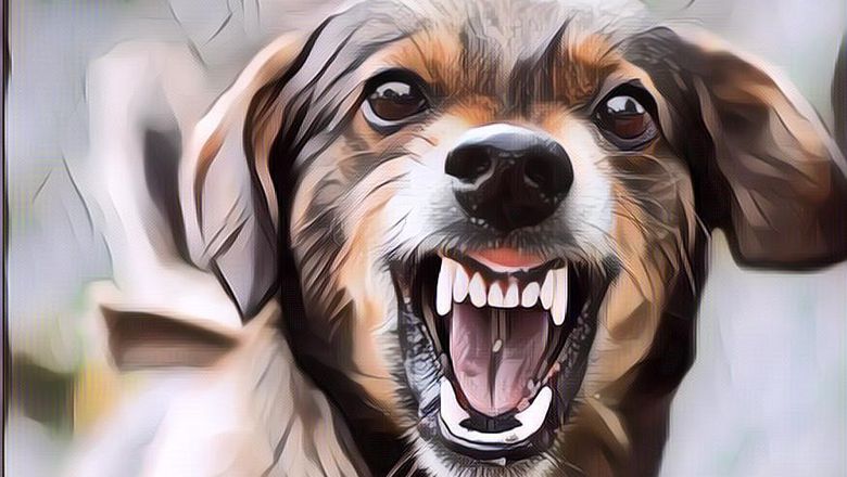 Aksi Wanita Ini Bikin Ngakak Saat Didekati Anjing Pelacak