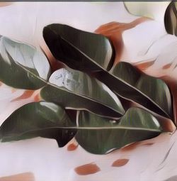 Gak Cuma Bikin Sedap Masakan, Berikut 7 Manfaat Daun Jeruk Purut untuk Kesehatan