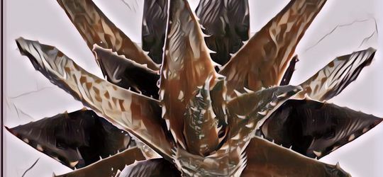 Manfaat Lidah Buaya untuk Wajah Bikin Kontroversi, Mau yang Alami?