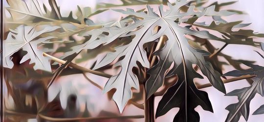 Gak Disangka! Daun Pepaya Yang Mudah Ditemukan Punya Banyak Manfaat Untuk Kesehatan, Ini 5 Diantaranya