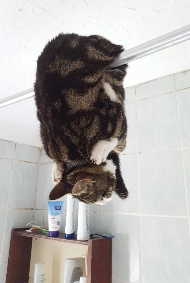 15. Aku menjadi handuk