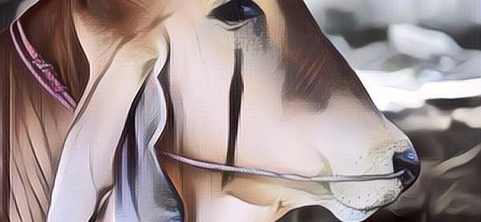 Sapi Kurban Suka Menangis Jelang Disembelih? Terungkap Faktanya