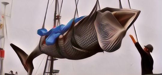 Mengenal 'Whaling': Tradisi Berburu Paus di Beberapa Negara di Dunia yang Gak Dianggap Kejam, Tapi Bisa Mengancam Populasi Paus