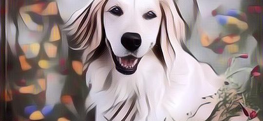 4 Ras Anjing Ini Jadi yang Terpintar di Dunia