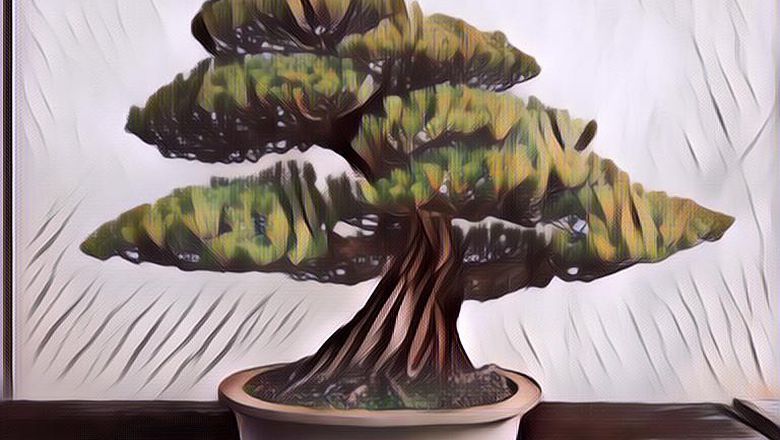 Tanaman Bonsai Jepang Tertua Yang Bertahan Menghadapi Bom Atom Jepang Kala Itu