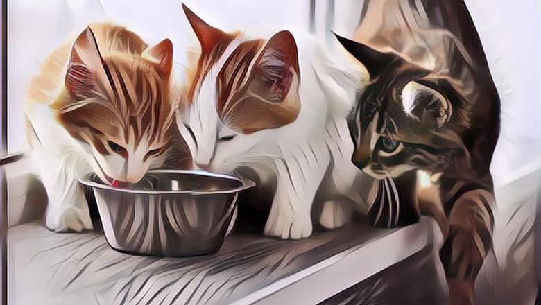 Makanan Ini Aman Buat Kalian, tapi Bahaya untuk Kucing (Bagian 2)