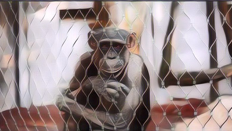 Kisah Seseorang yang Punya “Hubungan” Istimewa dengan Seekor Simpanse di Kebun Binatang, Terungkap Cara Mereka Melepas Rindu