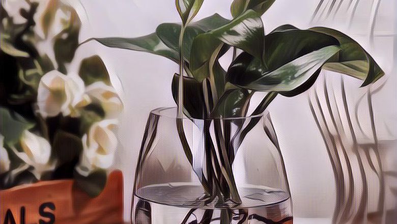 Hidroponik Untuk Pemula Pakai Plastik UV, Gampang Kok Gengs