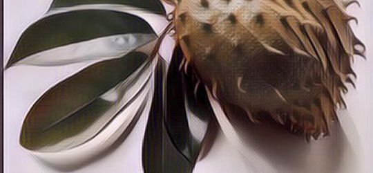 Efek Samping Daun Sirsak Buat Tubuh, Perlu Diwaspadai Ini...