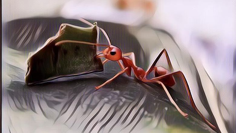 Cara Membasmi Semut dari Rumah dengan Ampuh, Nggak Bakal Balik lagi Deh